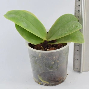 Phalaenopsis Bellina Miki MC