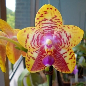 Phalaenopsis Bonnie Vasquez AM/AOS