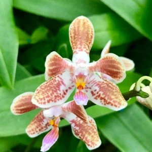 phalaenopsis Celebensis x Mariae