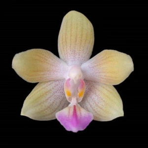 Phalaenopsis Essence Zusan - FS