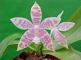 Phalaenopsis Hieroglyphica FS