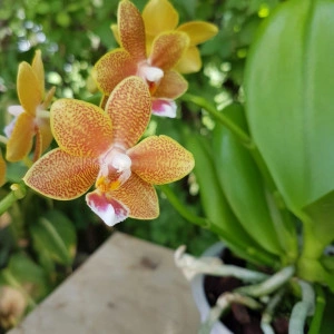 Phalaenopsis Table Masterpiece - Img 2