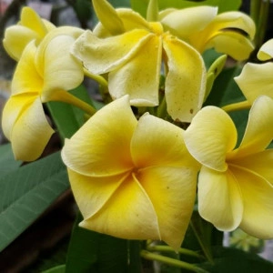 Plumeria Angel Touch - Img 2