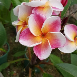 Plumeria J105