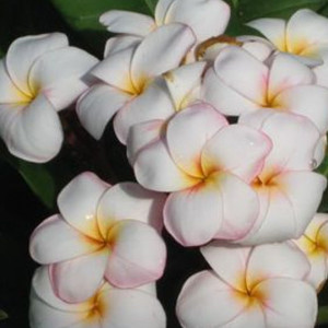 Plumeria Miniwhite