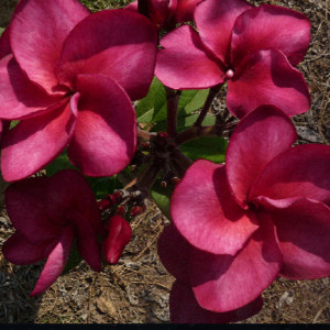 Plumeria Super Round
