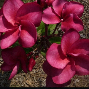 Plumeria Super Round