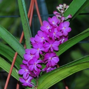 Rhynchocentrum Lilac Blossom FS