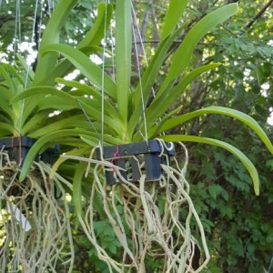 Rhynchovanda Sri Siam x Rhyncostylis Gigantea red/red-1 w2 FS - Img 2