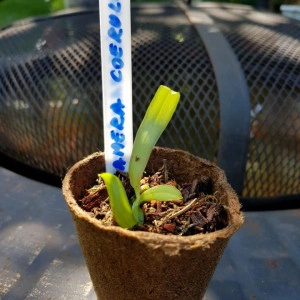 Samera Coerulea