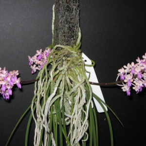 Seidenfadenia mitrata