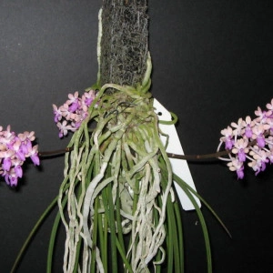 Seidenfadenia mitrata
