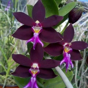 Trichoglottis Brachiata FS