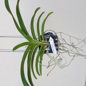 Vanda Memory Tienchai x Rhy, Gigantea - Img 2
