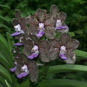 Vanda Mimi Palmer superfragrance w1 FS