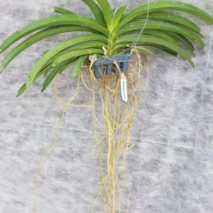Vandachostylis Sasicha FS - Img 2