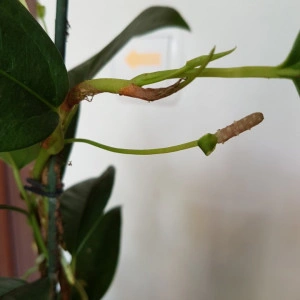 Anthurium Scadens var. Pumila - Img 4