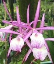 BC. Jairak Kiku