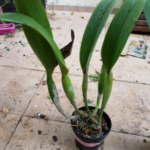 Blc. Chia Lin - Img 2