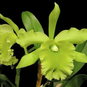 Blc. Ports of Paradise Chief Green Fs
