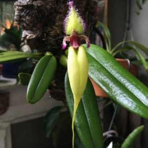 Bulbophyllum fascinator f. semi-alba