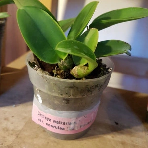 Cattleya Walkeriana var. Coerulea Azul Perfecta NFS j2 - Img 2