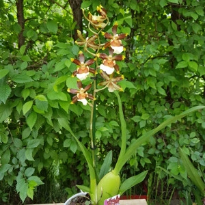Colmanara Wildcat Rainbow - Img 2