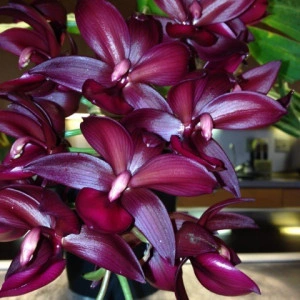 Cyc. Wine Delight "Jem" FCC/AOS FS