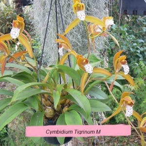 Cymbidum Tigrinum M