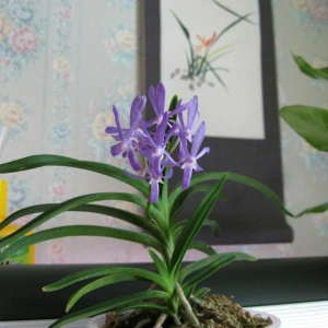 Darwinara Blue Charm FS
