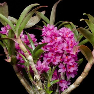 Dendrobium Hibiki Sandra's Delight - Img 4