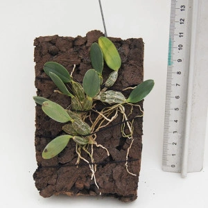 Dendrobium Jenkinsii - Img 2