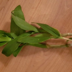 Dendrobium Nopporn Starbright - Img 2