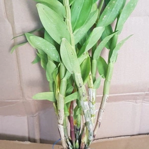 Dendrobium Purpureum x Dendrobium Smilliae, clupms - Img 2