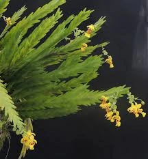 Lockhartia Lunifera - Img 4