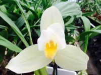 lycaste auburn x shonan harmony