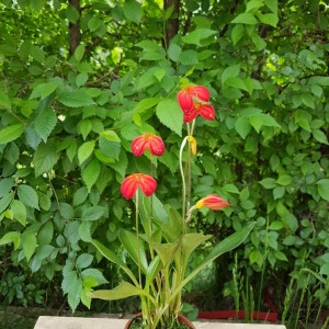 Masdevallia Ignea - Img 2