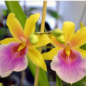 Miltonia Sunset