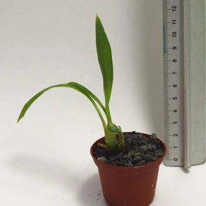 Monnierara Millenium Magic Witchcraft FCC/AOS  M/NFS - Img 2