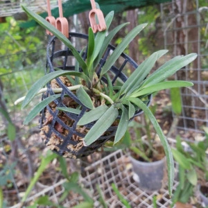Neofinetia Falcata Alba FS - Img 3