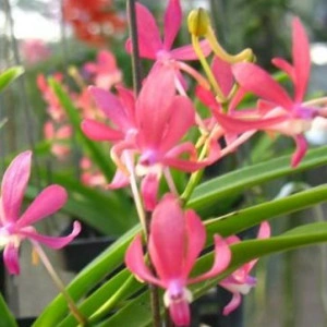 Neofinetia Falcata x Asctm. Curvifolium