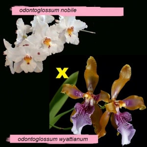 Odontoglossum Nobile X Odontoglossum Wyattianum