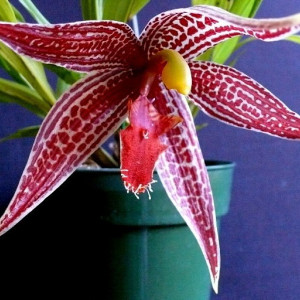 Paphinia Posadarum FS