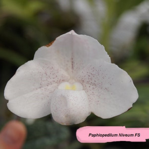Paphiopedilum Niveum FS