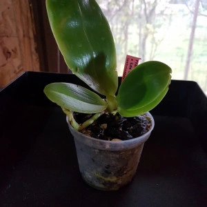 Phal. (Lynd. E. Emer X Lds. B. Q.) X (Phal. Amboinensis X Phal. Zh. Min Etch) FS - Img 2