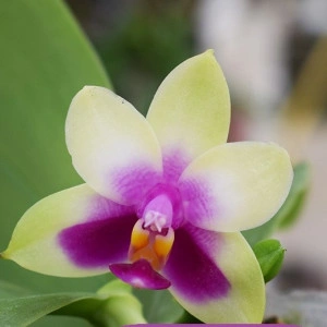 Phalaenopsis Bellina Miki MC - Img 2