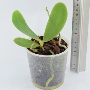 Phalaenopsis Bonnie Vasquez AM/AOS - Img 2