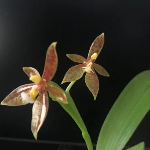 Phalaenopsis Cornu-Cervi forma chattaladae Fs
