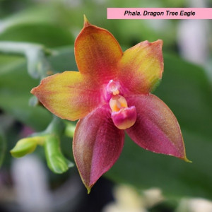 Phalaenopsis Dragon Tree Eagle FS