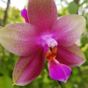Phalaenopsis LIODORO Sweet Memory